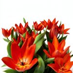 Tropical Gardening Guide Kyle Books Kindle eBook-0